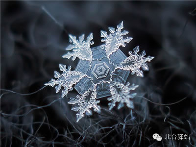 【北臺(tái)邀您欣賞】來自天國的花朵——雪花(圖5)