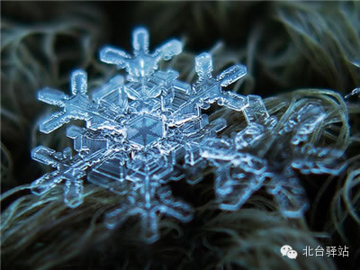 【北臺(tái)邀您欣賞】來自天國的花朵——雪花(圖3)