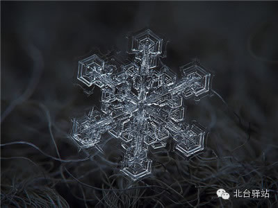 【北臺(tái)邀您欣賞】來自天國的花朵——雪花(圖8)